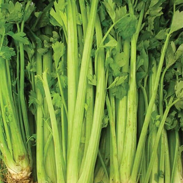 West Coast Seeds, Celery Seeds